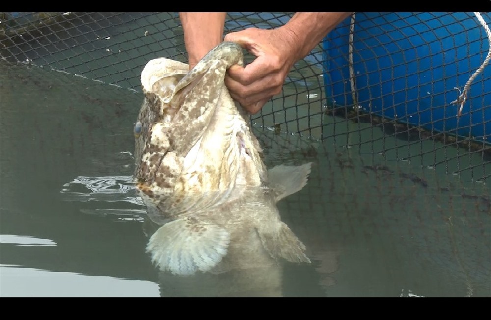 Chuyện về chú cá song kỳ lạ rất thích được đánh răng ở Quảng Ninh-1