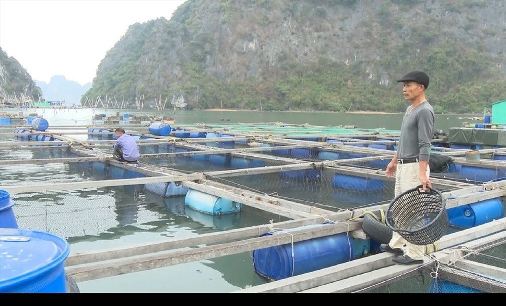 Chuyện về chú cá song kỳ lạ rất thích được đánh răng ở Quảng Ninh-3