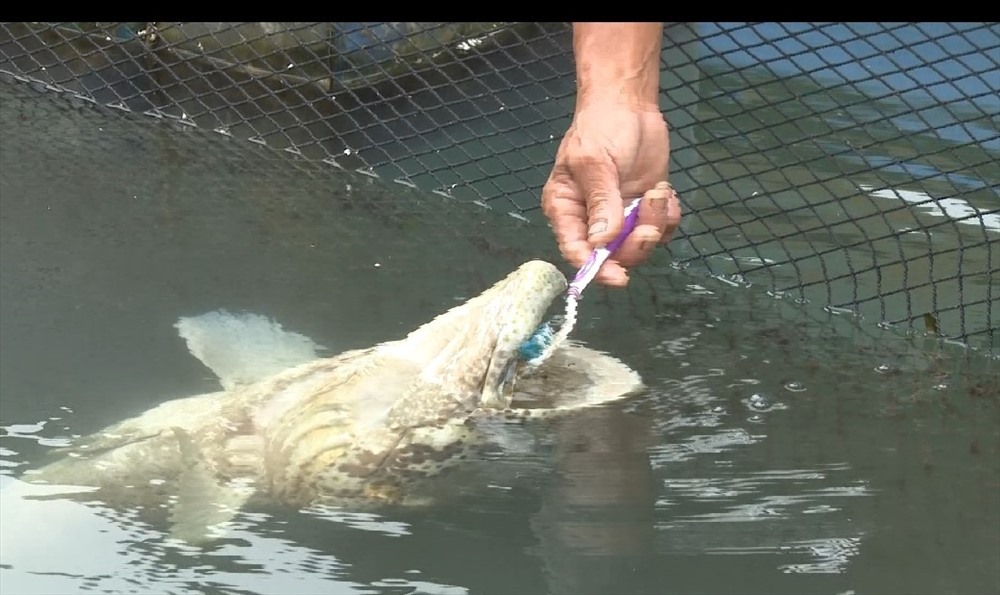 Chuyện về chú cá song kỳ lạ rất thích được đánh răng ở Quảng Ninh-4