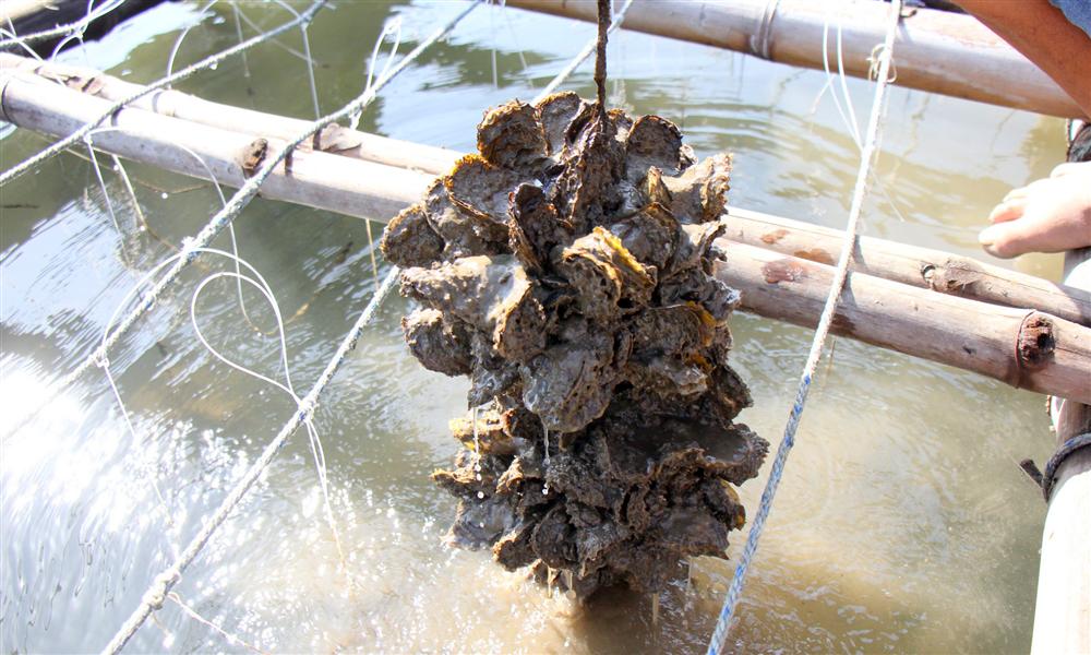 Liều nuôi loài hàu dễ chết sớm ở sông Cửa Lấp thu 4 tỷ/năm-3
