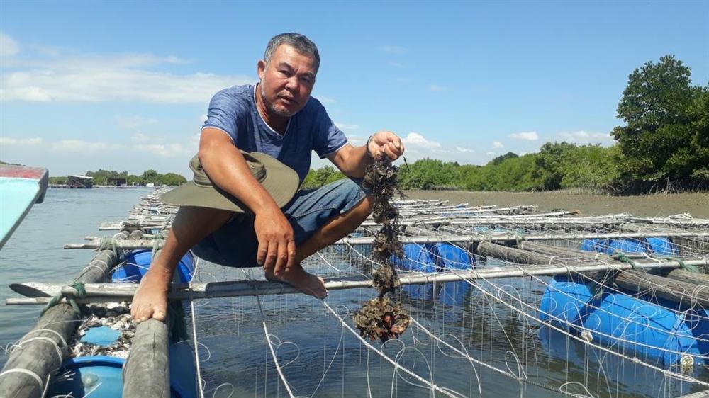 Liều nuôi loài hàu dễ chết sớm ở sông Cửa Lấp thu 4 tỷ/năm-4