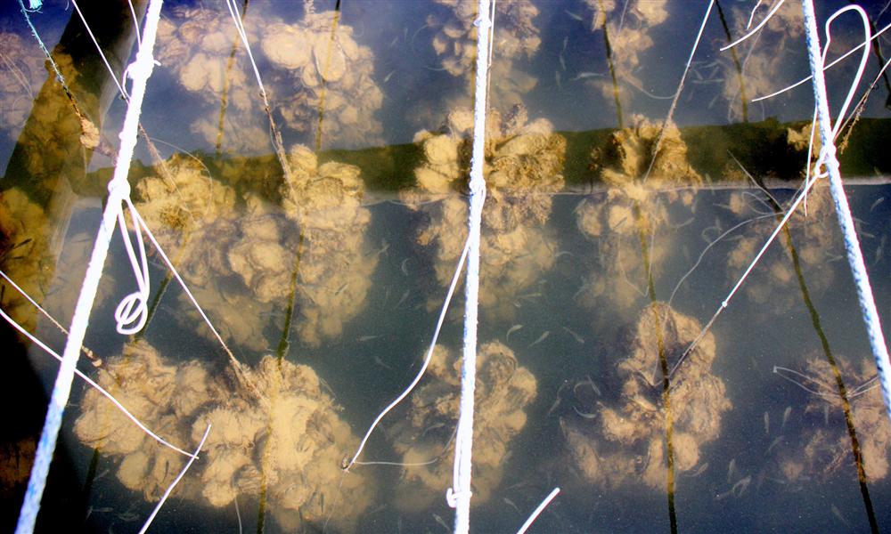 Liều nuôi loài hàu dễ chết sớm ở sông Cửa Lấp thu 4 tỷ/năm-5