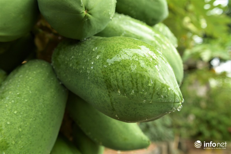 Đu đủ bonsai giá đắt trên trời có gì độc đáo, hút khách mua chơi Tết?-3