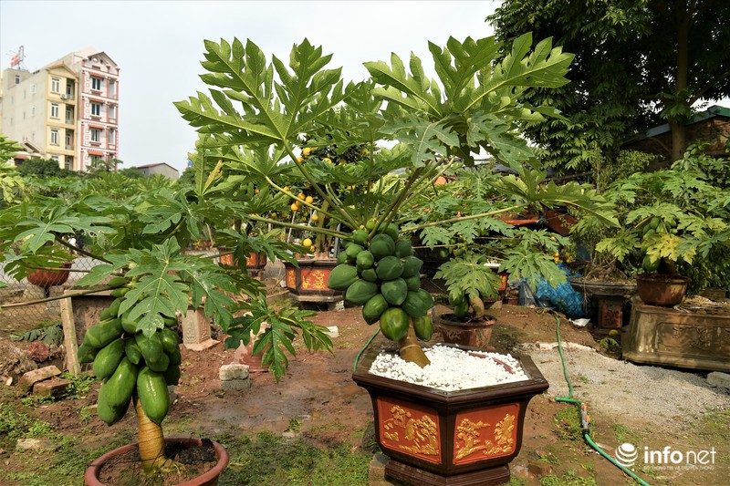 Đu đủ bonsai giá đắt trên trời có gì độc đáo, hút khách mua chơi Tết?-4