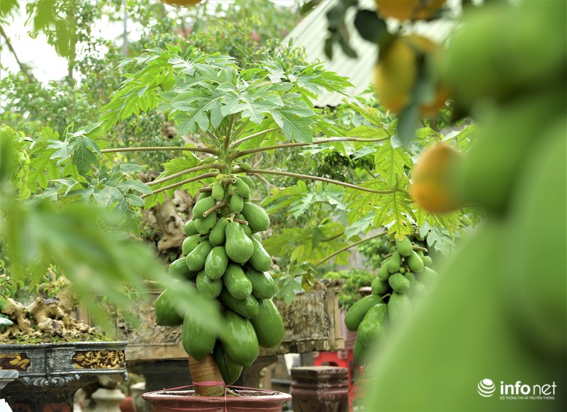 Đu đủ bonsai giá đắt trên trời có gì độc đáo, hút khách mua chơi Tết?-6