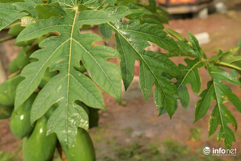 Đu đủ bonsai giá đắt trên trời có gì độc đáo, hút khách mua chơi Tết?-10