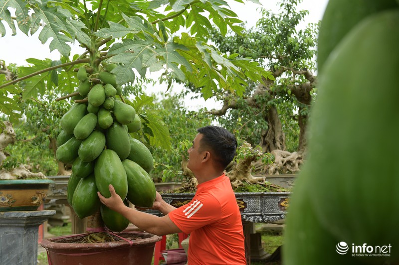 Đu đủ bonsai giá đắt trên trời có gì độc đáo, hút khách mua chơi Tết?-7
