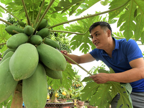 Tết nhà giàu, bình anh đào trái vụ, hàng ngoại xách tay giá chục triệu-4