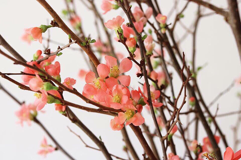 Tết nhà giàu, bình anh đào trái vụ, hàng ngoại xách tay giá chục triệu-1