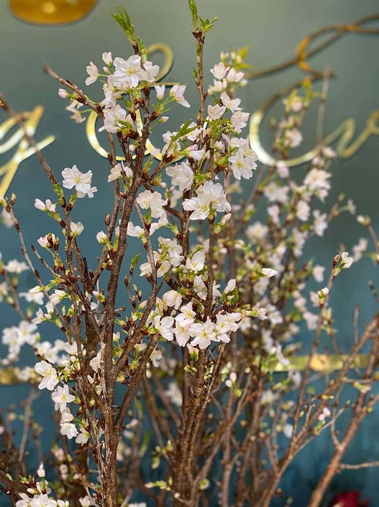 Tết nhà giàu, bình anh đào trái vụ, hàng ngoại xách tay giá chục triệu-2