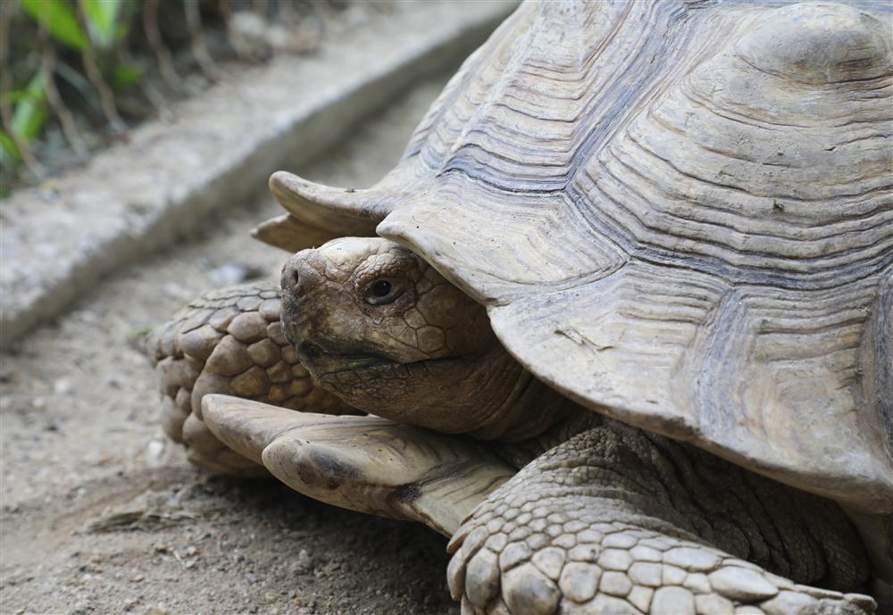 Rùa cạn khổng lồ giá vài chục triệu chơi tết Nguyên đán-3