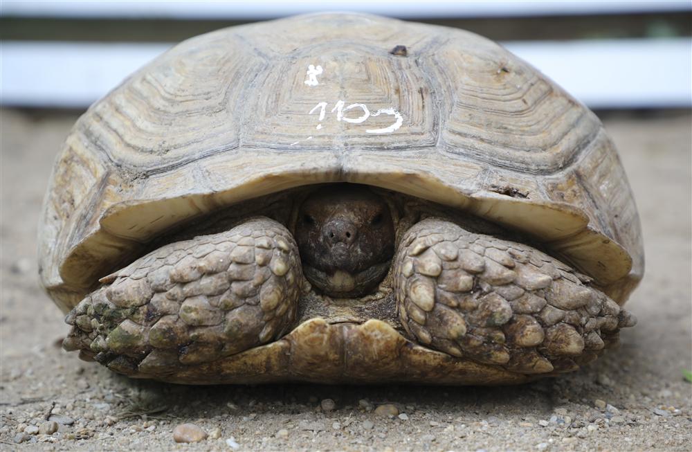 Rùa cạn khổng lồ giá vài chục triệu chơi tết Nguyên đán-4