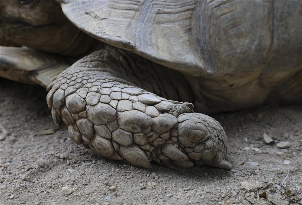 Rùa cạn khổng lồ giá vài chục triệu chơi tết Nguyên đán-5