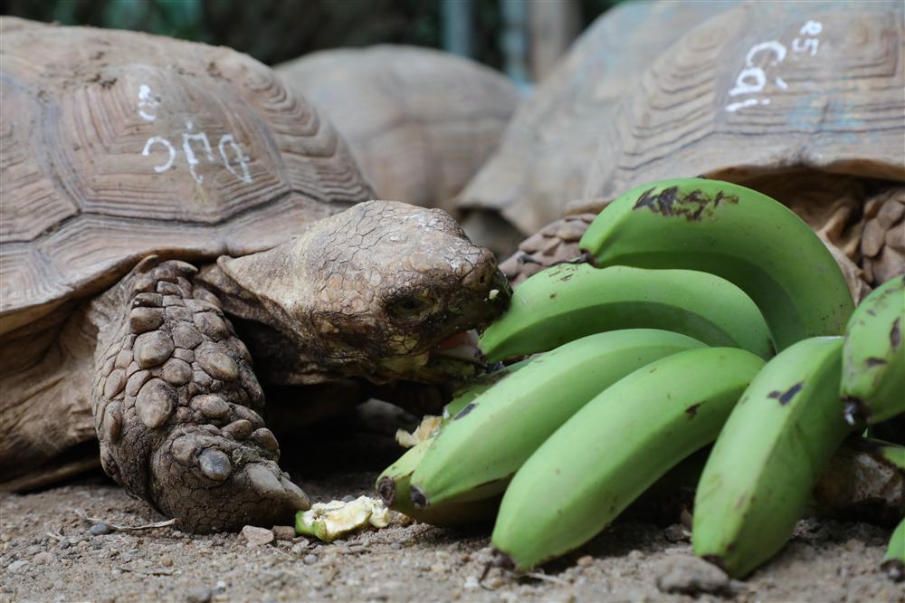 Rùa cạn khổng lồ giá vài chục triệu chơi tết Nguyên đán-6