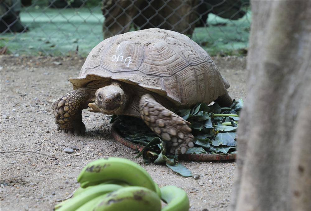 Rùa cạn khổng lồ giá vài chục triệu chơi tết Nguyên đán-7
