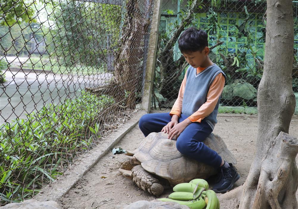 Rùa cạn khổng lồ giá vài chục triệu chơi tết Nguyên đán-8