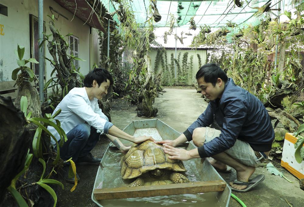 Rùa cạn khổng lồ giá vài chục triệu chơi tết Nguyên đán-11