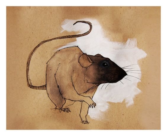 Tử vi 12 con giáp hôm nay: Thìn - Thân dễ phát tài, Mão đề phòng lừa đảo-1