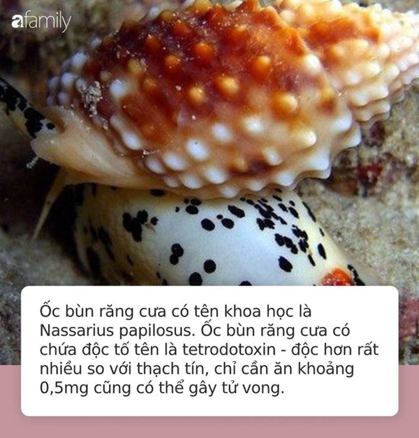 Cảnh báo tuyệt đối đừng ăn nhầm loại ốc này vì độc gấp nhiều lần thạch tín, chỉ ăn 0,5mg cũng đủ khiến bạn tử vong hoặc sống thực vật suốt đời-3