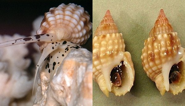 Cảnh báo tuyệt đối đừng ăn nhầm loại ốc này vì độc gấp nhiều lần thạch tín, chỉ ăn 0,5mg cũng đủ khiến bạn tử vong hoặc sống thực vật suốt đời-4