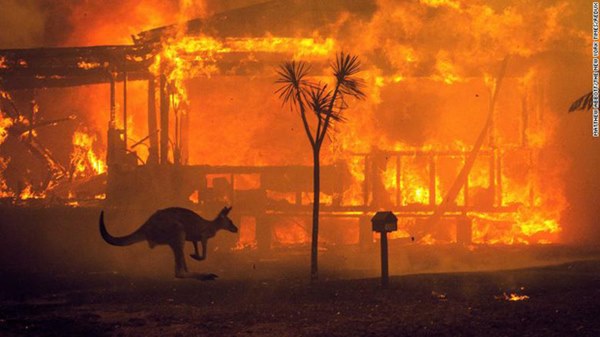 Gần NỬA TỈ sinh vật bị thiêu rụi, 1/3 số gấu koala chết cháy: Úc đang trải qua trận cháy rừng đại thảm họa thực sự mà chưa nhìn thấy lối thoát-1