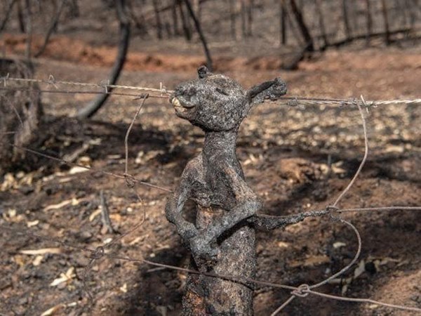 Gần NỬA TỈ sinh vật bị thiêu rụi, 1/3 số gấu koala chết cháy: Úc đang trải qua trận cháy rừng đại thảm họa thực sự mà chưa nhìn thấy lối thoát-14