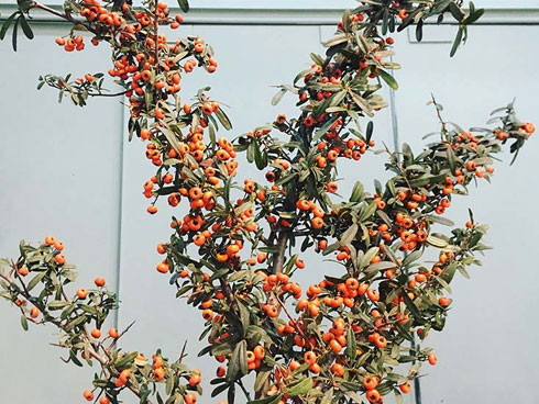 Đột nhập vườn nhất chi mai siêu hiếm ở Hà Nội-13