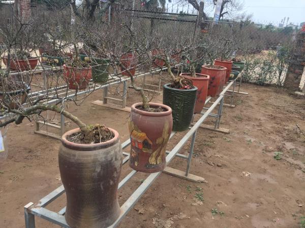 Đột nhập vườn nhất chi mai siêu hiếm ở Hà Nội-2