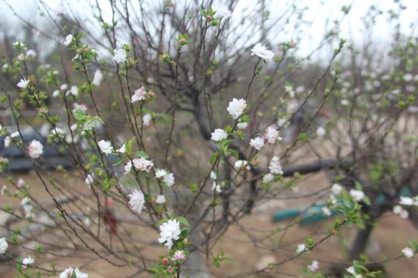 Đột nhập vườn nhất chi mai siêu hiếm ở Hà Nội-10