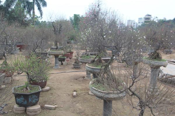 Đột nhập vườn nhất chi mai siêu hiếm ở Hà Nội-11