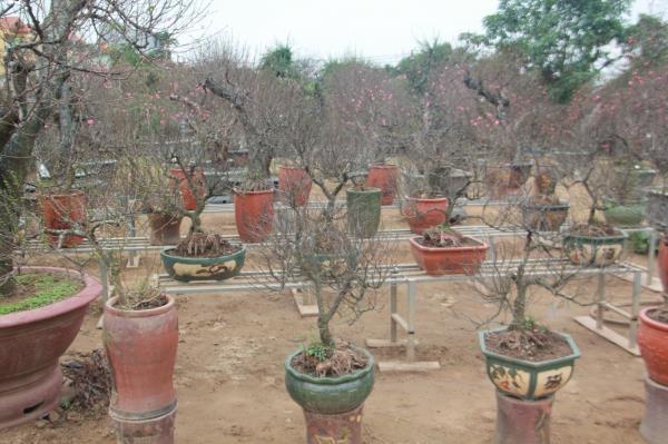 Đột nhập vườn nhất chi mai siêu hiếm ở Hà Nội-5