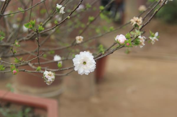 Đột nhập vườn nhất chi mai siêu hiếm ở Hà Nội-9