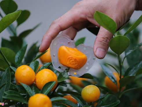 Vua trồng dưa hấu thỏi vàng bán 350 cặp dưa… thu về hơn 1 tỷ-3