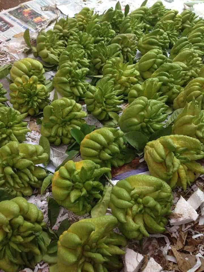 Đôi vợ chồng trẻ chia sẻ kinh nghiệm đi buôn 5 mặt hàng hốt bạc dịp Tết, năm nào cũng nhét túi 40 triệu đồng-1