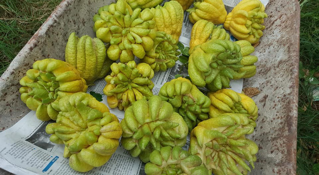 Đôi vợ chồng trẻ chia sẻ kinh nghiệm đi buôn 5 mặt hàng hốt bạc dịp Tết, năm nào cũng nhét túi 40 triệu đồng-2