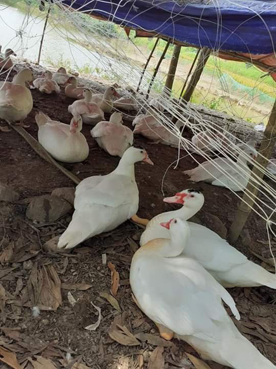 Đôi vợ chồng trẻ chia sẻ kinh nghiệm đi buôn 5 mặt hàng hốt bạc dịp Tết, năm nào cũng nhét túi 40 triệu đồng-6