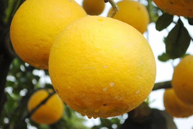 Mẹo chọn bưởi Diễn xịn 100% đạt chuẩn cho mâm ngũ quả ngày Tết-1