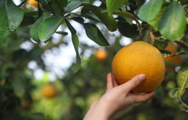 Mẹo chọn bưởi Diễn xịn 100% đạt chuẩn cho mâm ngũ quả ngày Tết-2