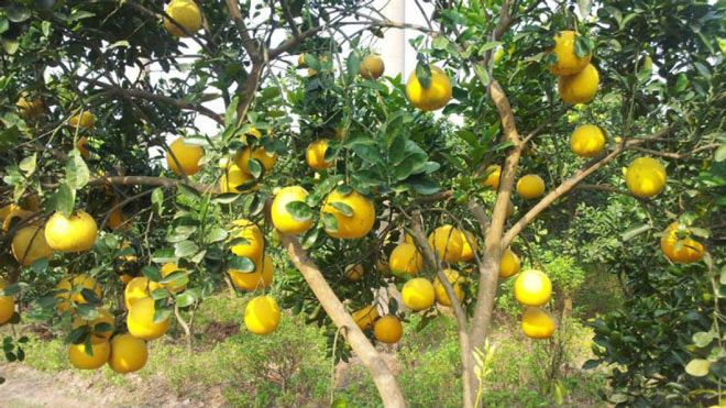 Mẹo chọn bưởi Diễn xịn 100% đạt chuẩn cho mâm ngũ quả ngày Tết-4