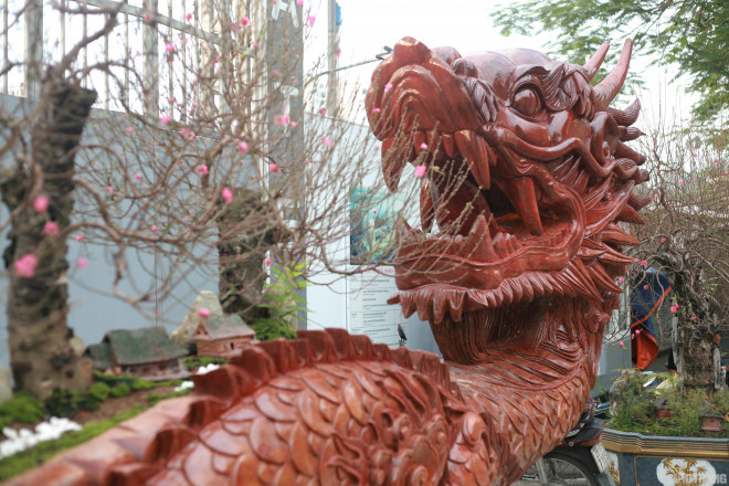 Ngắm chậu đào khủng Long quyện ngũ hành sơn giá bạc tỷ trên phố Hà Nội-3