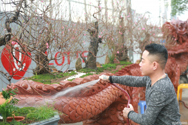 Ngắm chậu đào khủng Long quyện ngũ hành sơn giá bạc tỷ trên phố Hà Nội-7