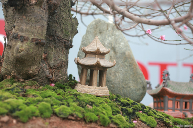 Ngắm chậu đào khủng Long quyện ngũ hành sơn giá bạc tỷ trên phố Hà Nội-8