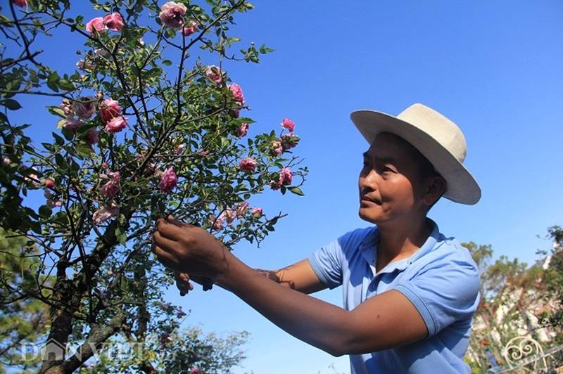 Đột nhập vườn bonsai hoa hồng bạc tỷ của ông chú điển trai-1