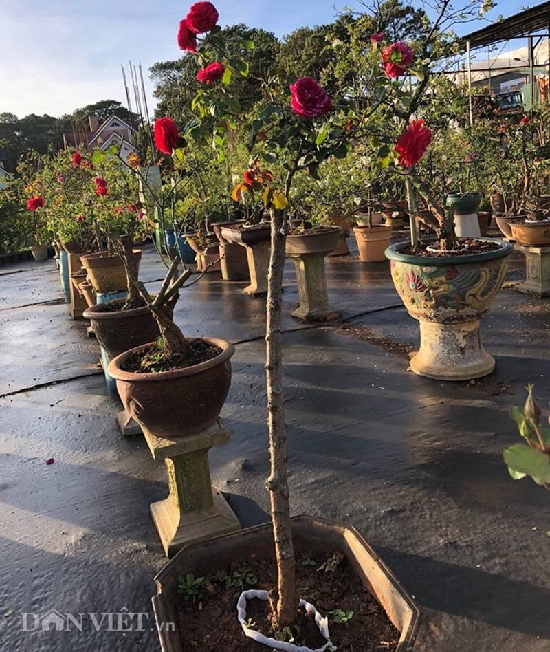 Đột nhập vườn bonsai hoa hồng bạc tỷ của ông chú điển trai-2