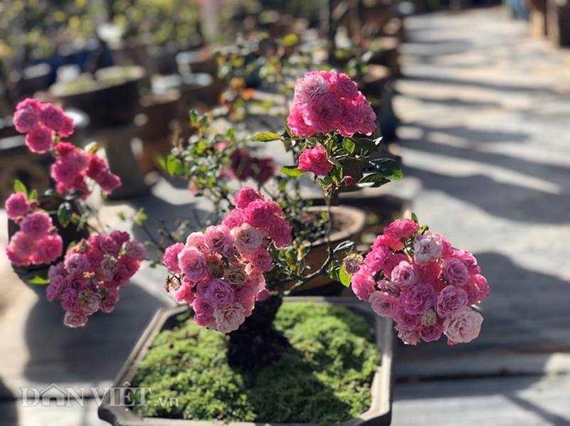 Đột nhập vườn bonsai hoa hồng bạc tỷ của ông chú điển trai-3