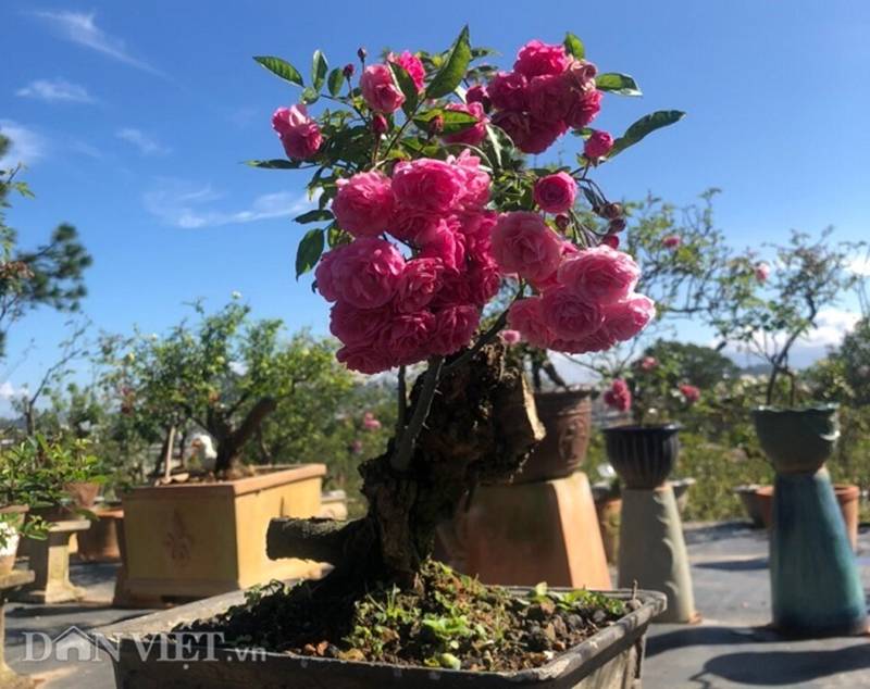 Đột nhập vườn bonsai hoa hồng bạc tỷ của ông chú điển trai-4