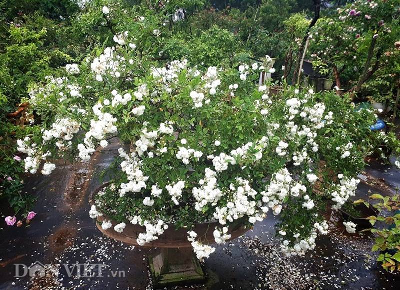 Đột nhập vườn bonsai hoa hồng bạc tỷ của ông chú điển trai-5