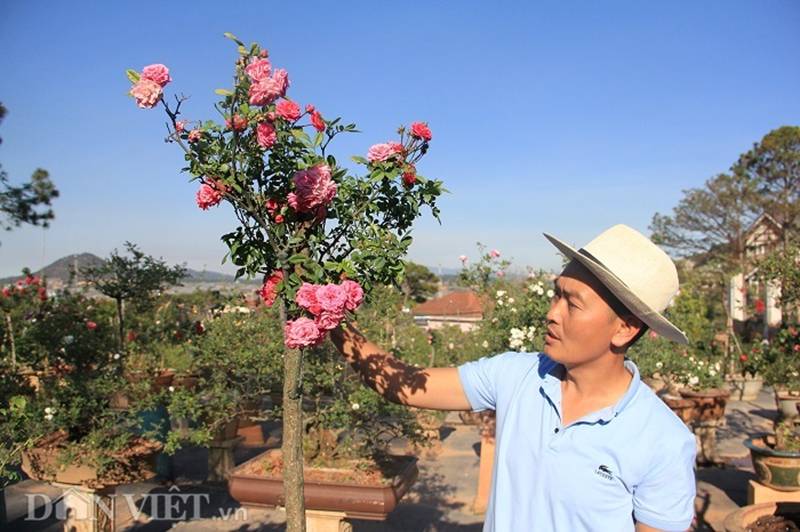 Đột nhập vườn bonsai hoa hồng bạc tỷ của ông chú điển trai-6