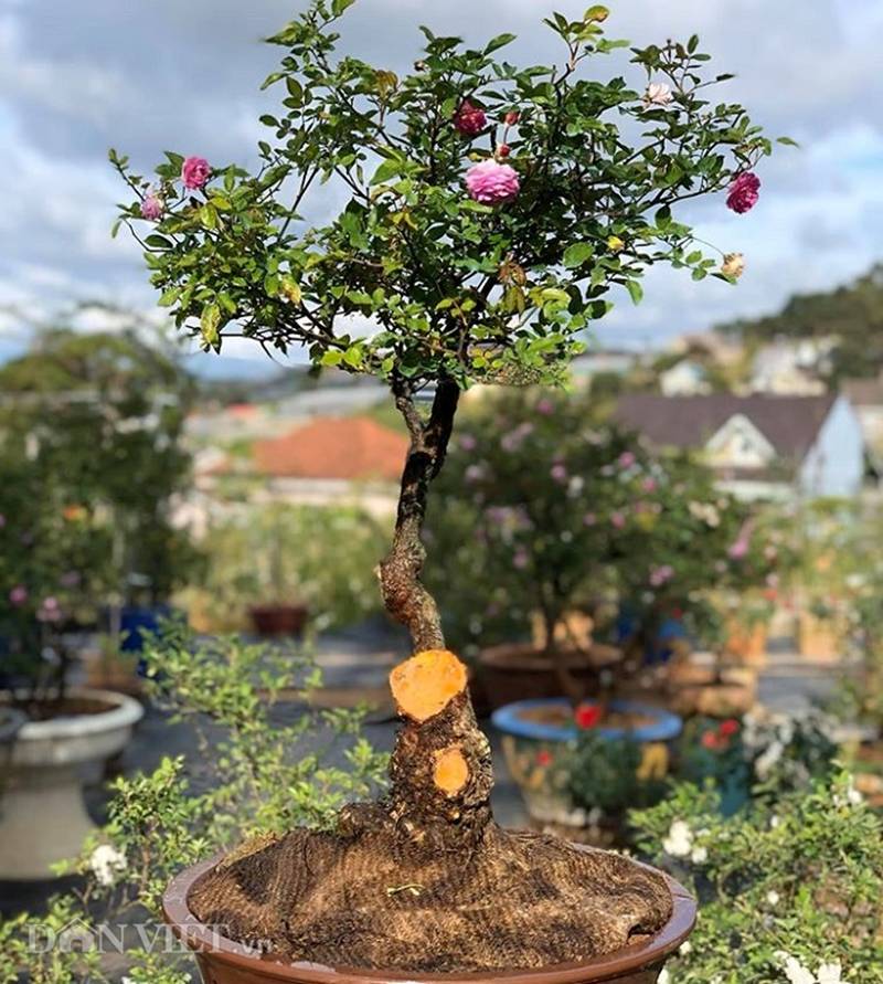 Đột nhập vườn bonsai hoa hồng bạc tỷ của ông chú điển trai-7