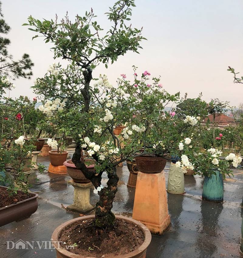 Đột nhập vườn bonsai hoa hồng bạc tỷ của ông chú điển trai-8